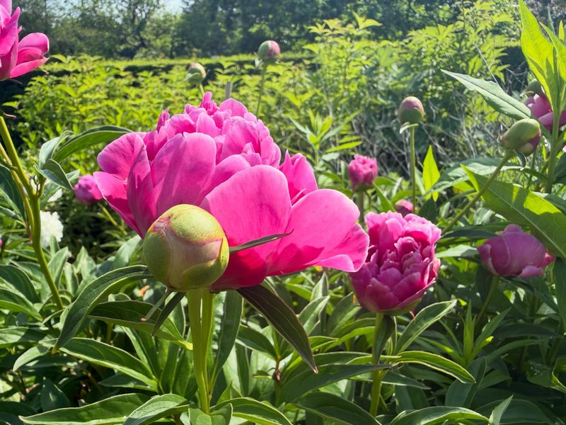 Peonies Bring Back Cottage Garden Memories Peonies Bring Back Cottage Garden Memories