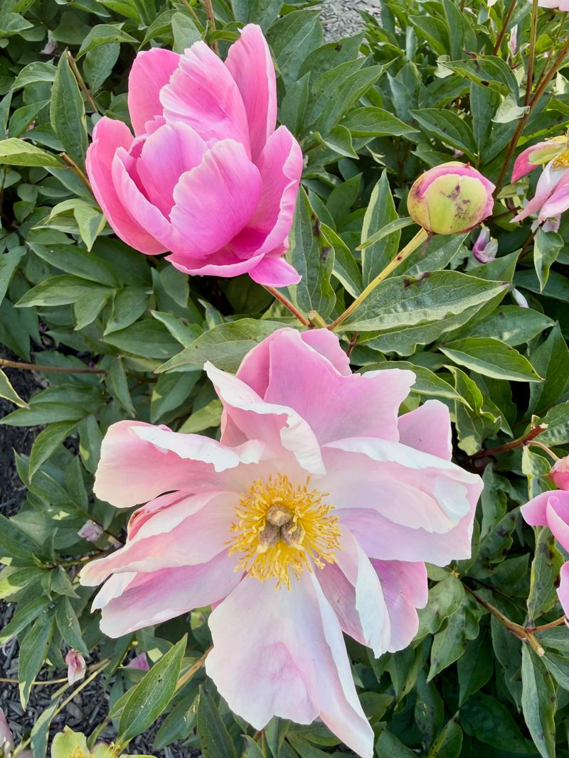 Peonies Bring Back Grandma's Spring Garden Peonies Bring Back Grandma's Spring Garden