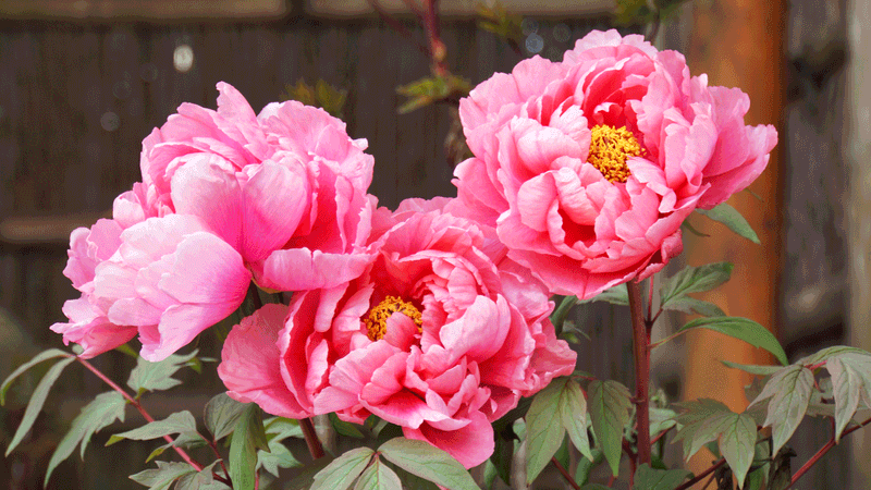 Peonies Enter Their Best Division Window As August Winds Down