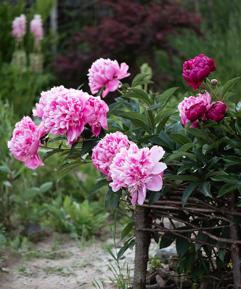 Peonies Need Their Fall Reset Now