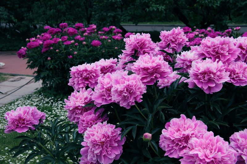 Peonies Resent Disturbance During Late Summer