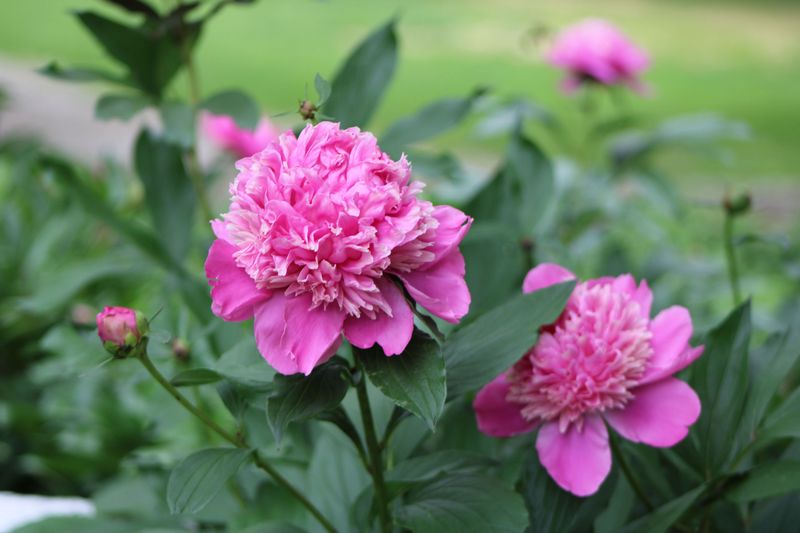 Peonies Return Reliably For Generations Peonies Return Reliably For Generations