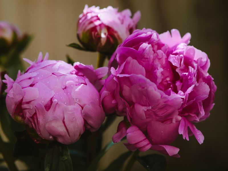 Peony Peony