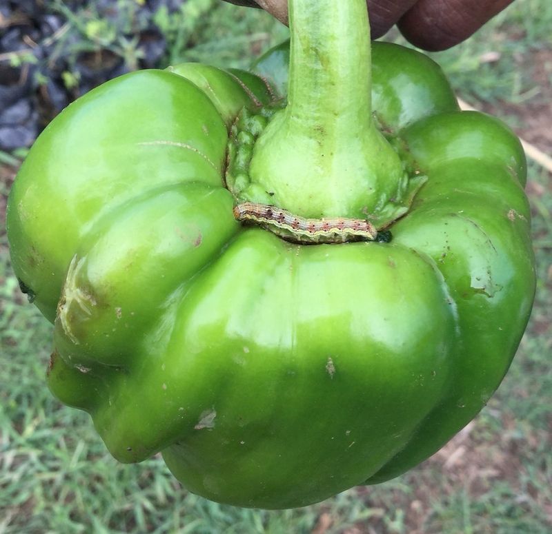 Pepper Damage Worth A Closer Look