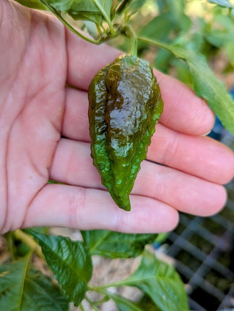 Pepper Pods Can Turn Bumpy