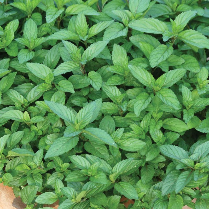 Peppermint