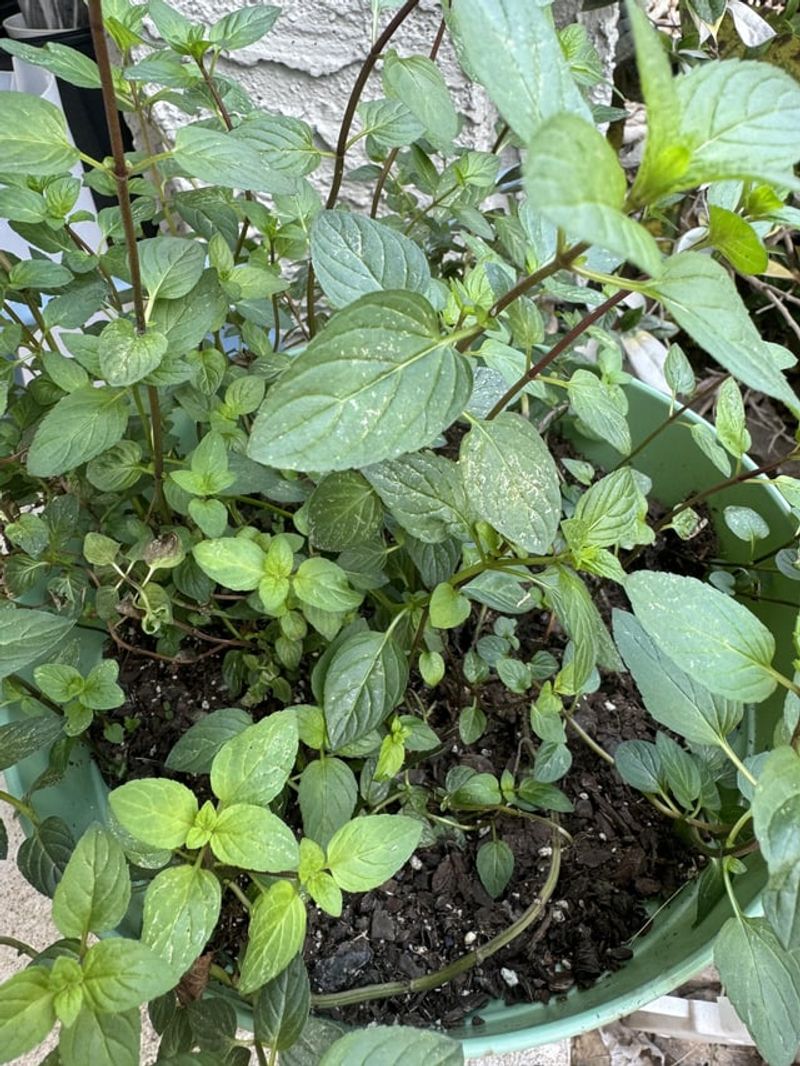 Peppermint Brings Strong Mint Aroma To Shadier Porch Edges