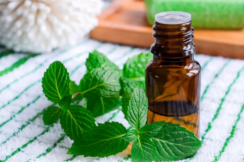 Peppermint Oil Peppermint Oil