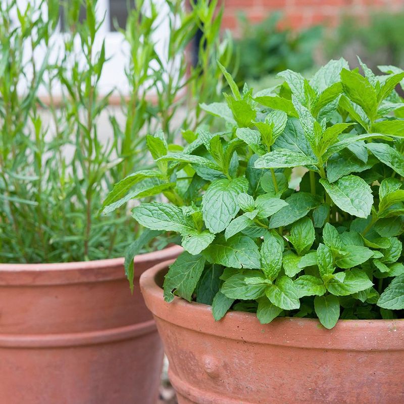 Peppermint Packs Its Sharp Scent Into A Contained Porch Pot