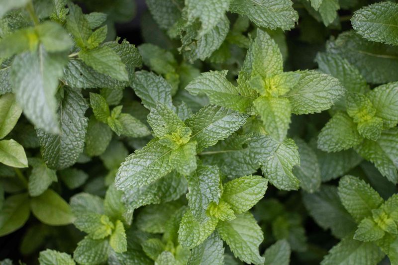 Peppermint