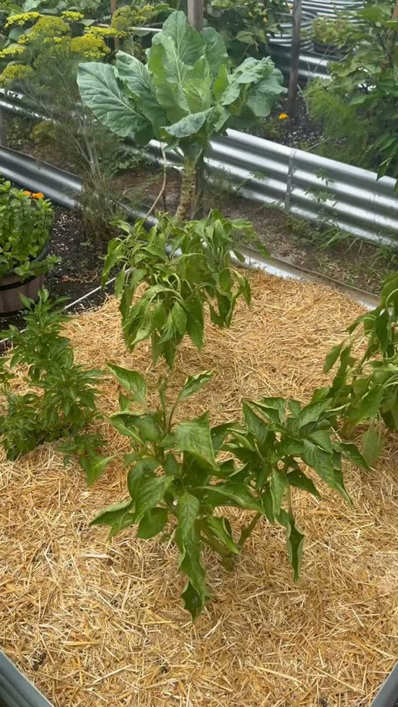 Peppers
