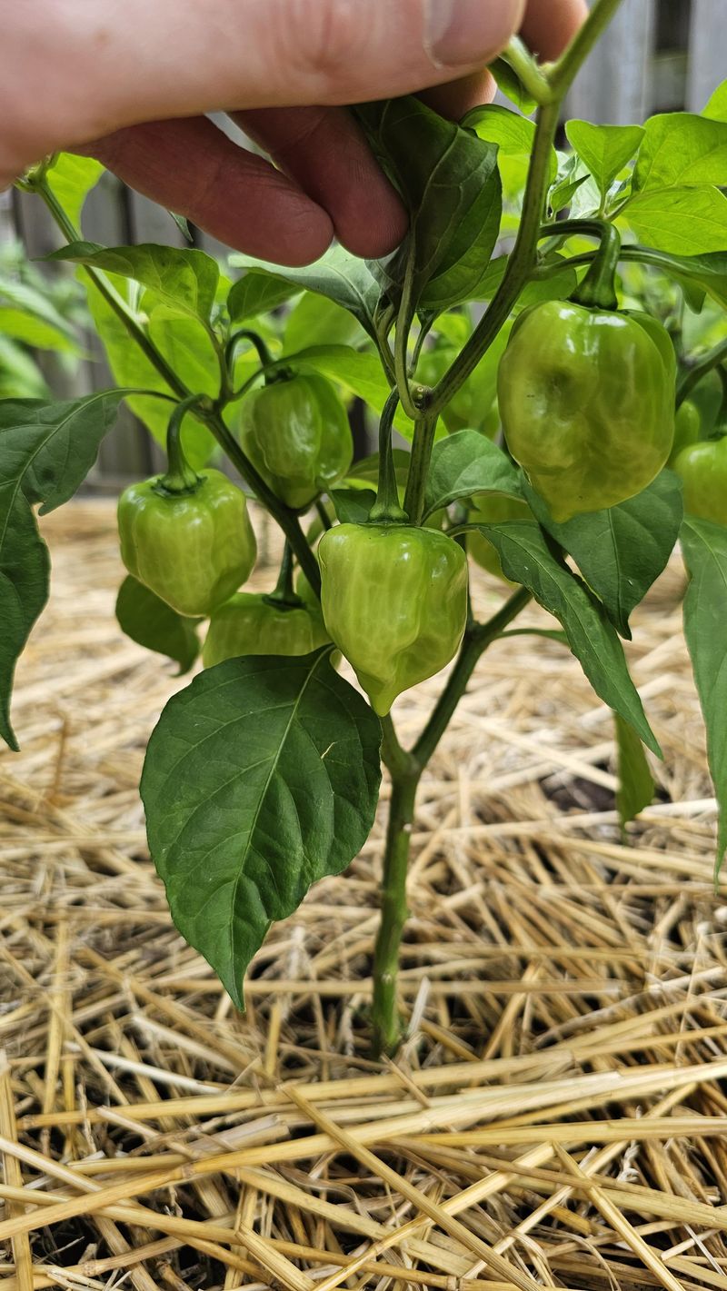 Peppers