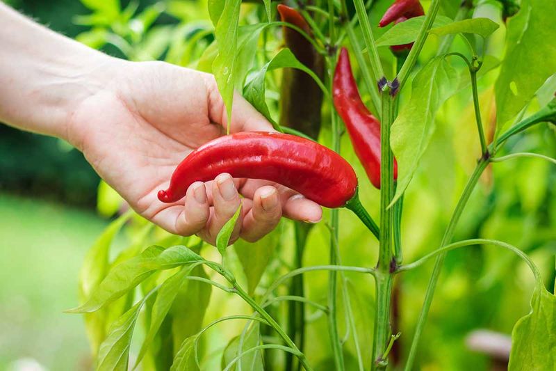 Peppers Peppers