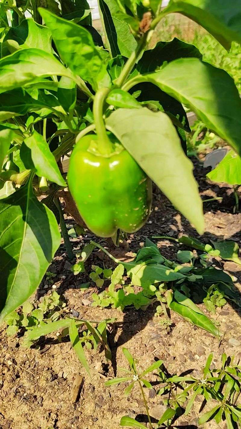 Peppers Peppers