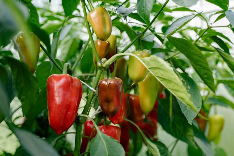 Peppers Benefit From A Final Feeding Peppers Benefit From A Final Feeding