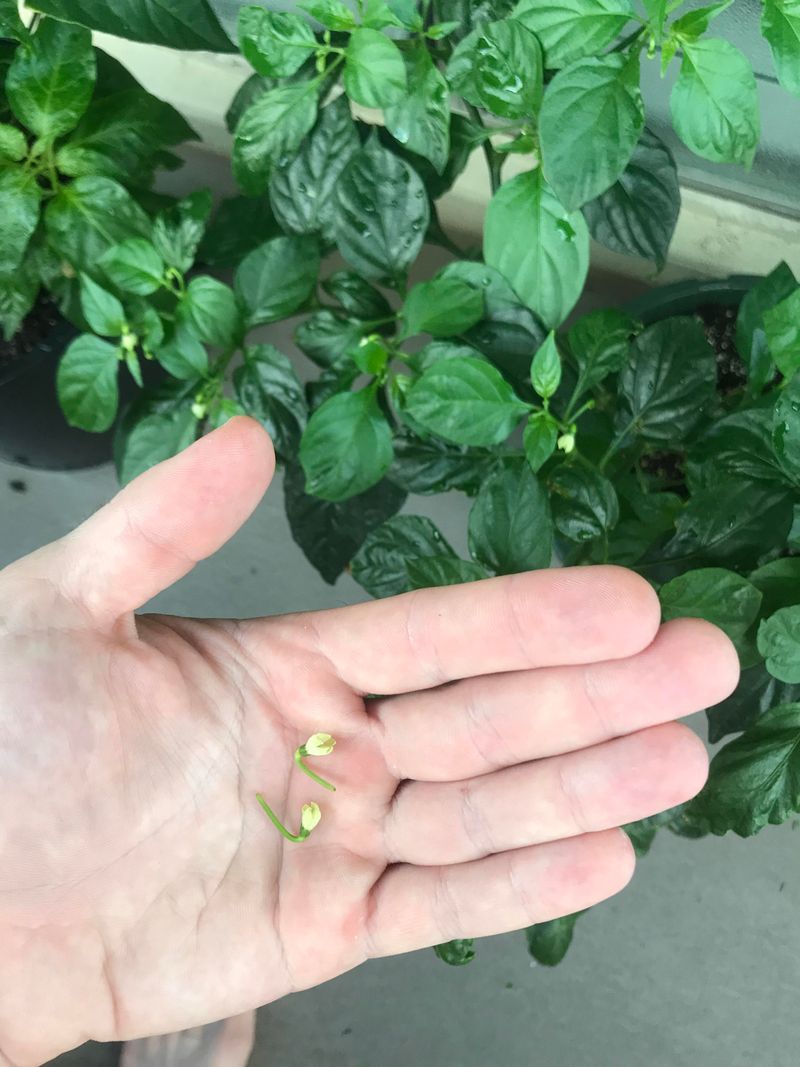 Peppers Can Drop Flowers Too Peppers Can Drop Flowers Too