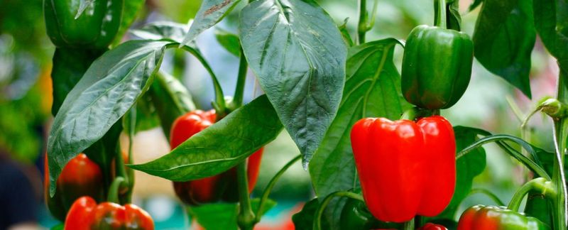 Peppers Settle In Now For A Long Run Of Picking Peppers Settle In Now For A Long Run Of Picking
