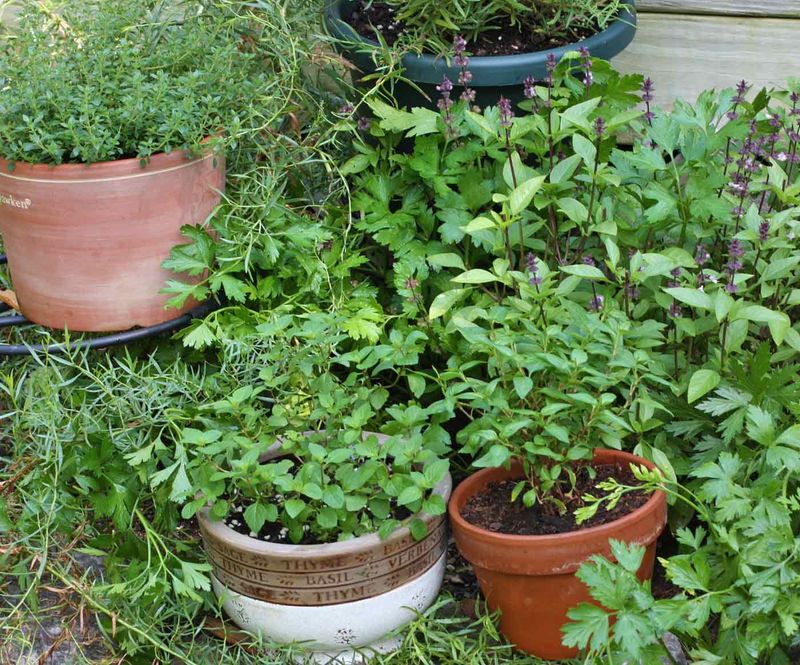 Perennial Herbs Need A More Moderate Harvest