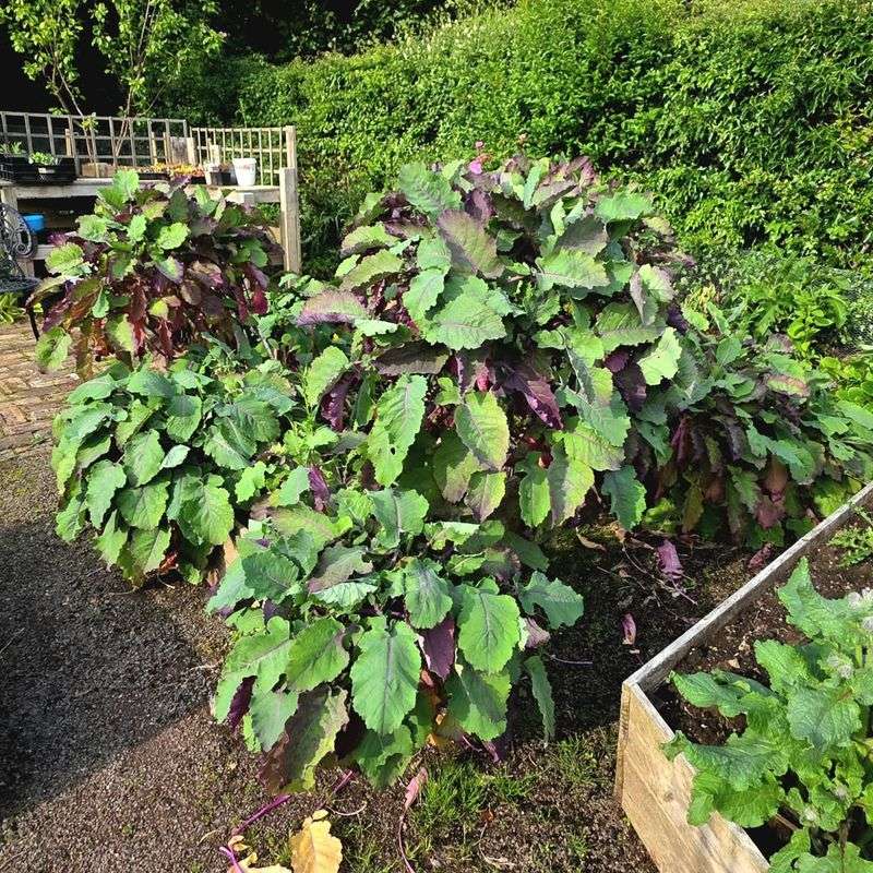 Perennial Kale Can Be Started Early Perennial Kale Can Be Started Early