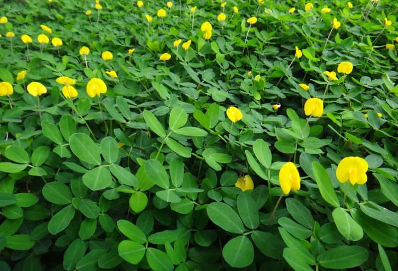 Perennial Peanut Spreads Into Cover Across Sunny Beds