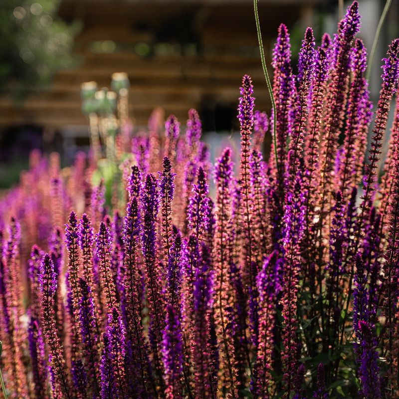 Perennial Salvia Keeps Going Into September