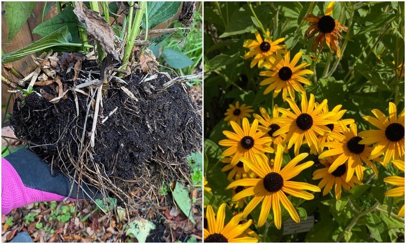 Perennial Types Expand Beyond The Original Clump Perennial Types Expand Beyond The Original Clump