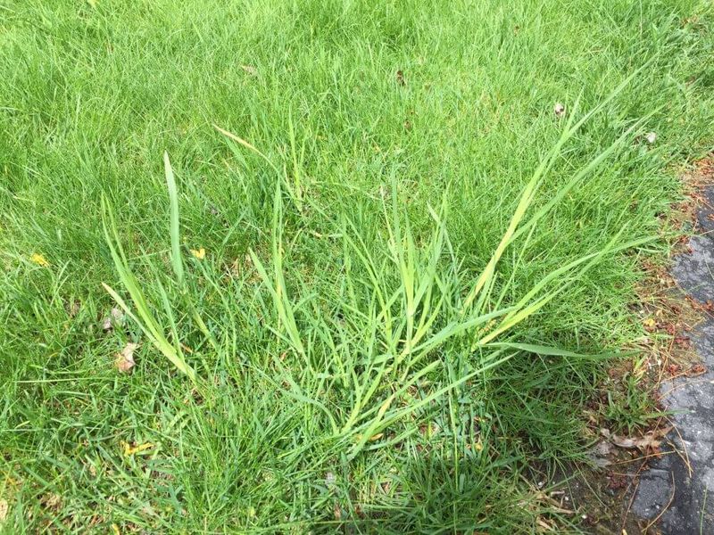 Perennial Weeds Often Grow Back Perennial Weeds Often Grow Back