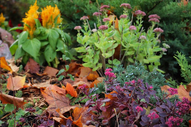 Perennials Rarely Need A Late-Season Push