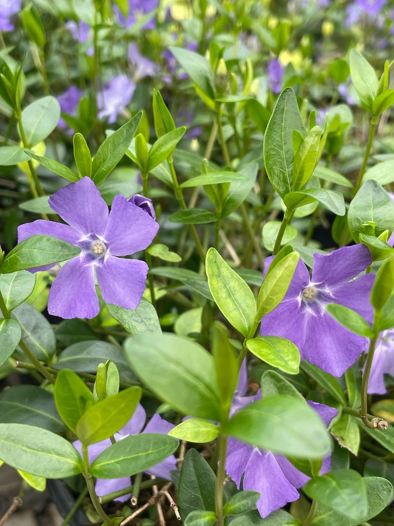 Periwinkle