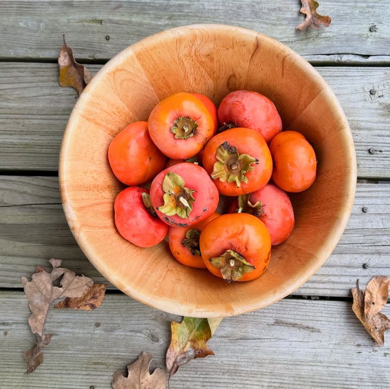 Persimmons Can Continue Ripening After Picking Persimmons Can Continue Ripening After Picking