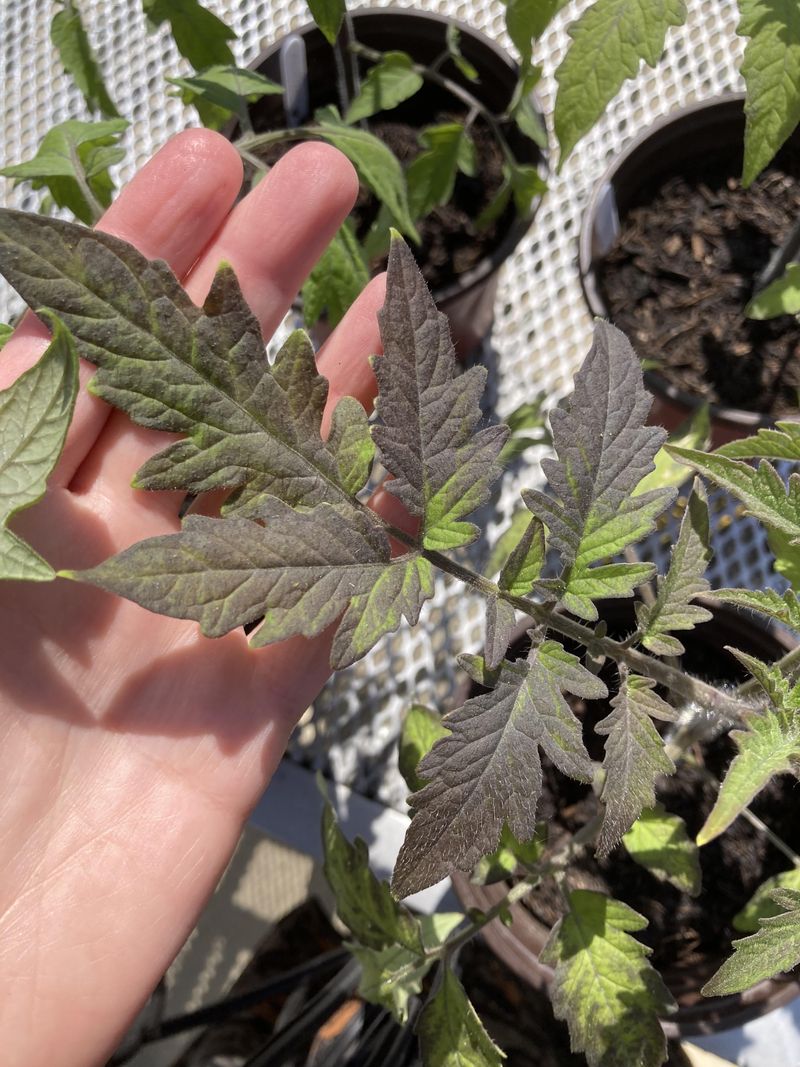 Persistent Purpling Signals A Nutrient Problem Persistent Purpling Signals A Nutrient Problem