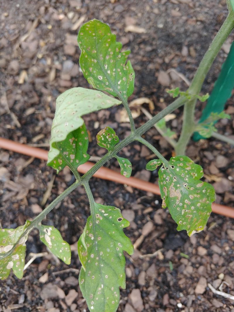 Pest Activity That Can Trigger The Same Symptom Pest Activity That Can Trigger The Same Symptom