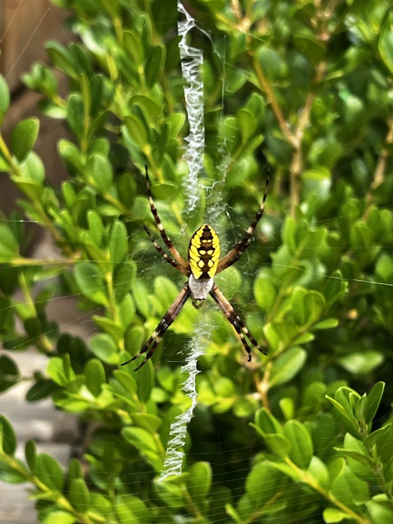 Pest Control Benefits They Bring To Your Tomatoes