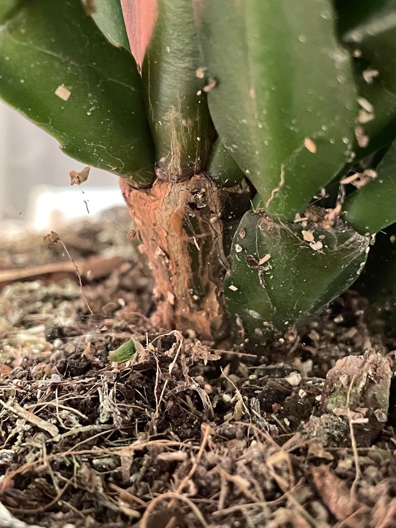 Pest Infestations Interfere With Bud Growth Pest Infestations Interfere With Bud Growth
