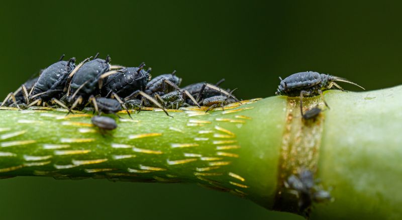 Pest Infestations That Trigger Early Leaf Loss