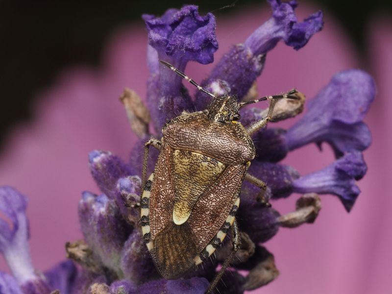 Pest-Repelling Scent Keeps Bugs Away Pest-Repelling Scent Keeps Bugs Away