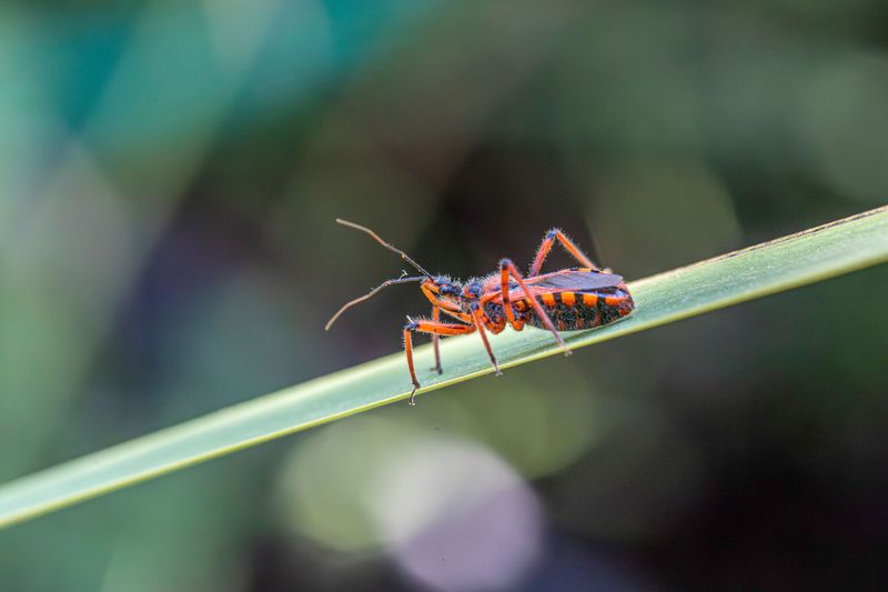 Pest-Repelling Scent Keeps Bugs Away
