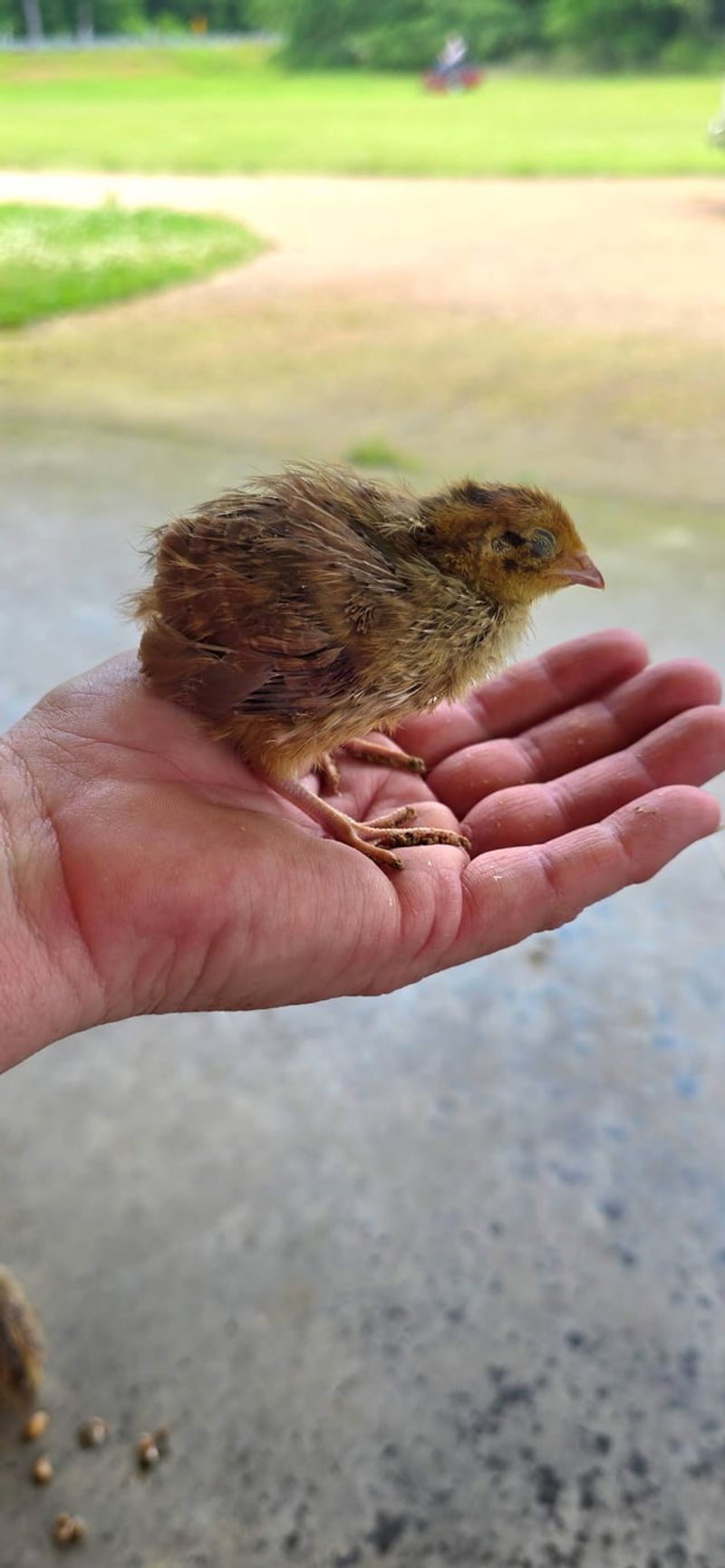 Pesticide-Free Yards Protect Chick Food Supply Pesticide-Free Yards Protect Chick Food Supply