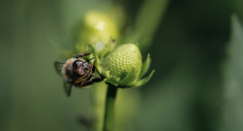 Pesticide Residue Sends Bees Elsewhere