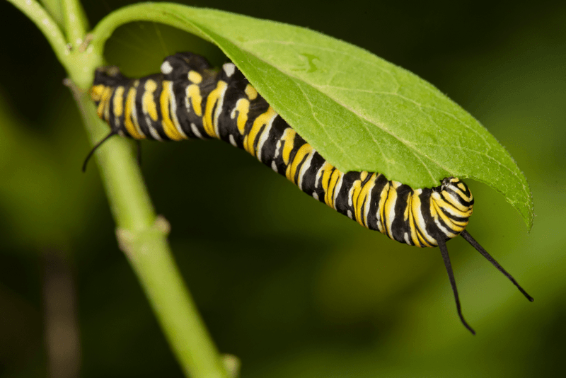 Pesticides Can Turn a Good Bed Risky Pesticides Can Turn a Good Bed Risky