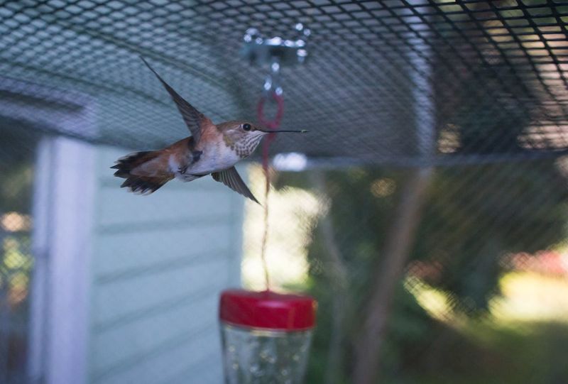 Pesticides May Be Cutting Down Their Insect Snacks