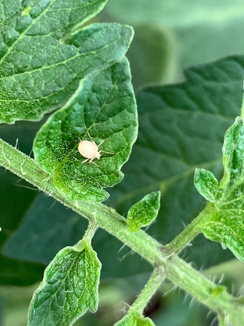 Pests And Diseases Draining The Plant's Energy Pests And Diseases Draining The Plant's Energy