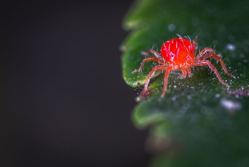 Pests Like Aphids Or Spider Mites