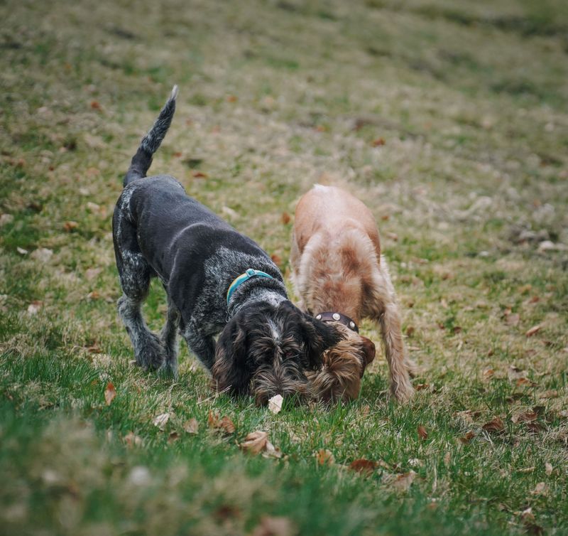 Pet Activity Increases Near Certain Garden Areas Pet Activity Increases Near Certain Garden Areas