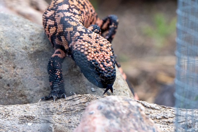 Pet And Child Safety Around Gila Monsters Pet And Child Safety Around Gila Monsters