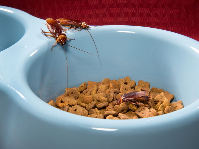 Pet Bowls Invite Nighttime Foraging Near The House Pet Bowls Invite Nighttime Foraging Near The House