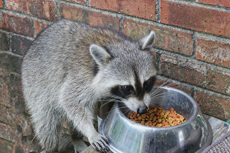 Pet Bowls Make Dinner Far Too Easy