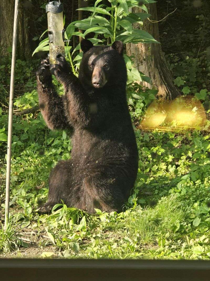 Pet Food Left Outside Is Hard For Bears To Ignore