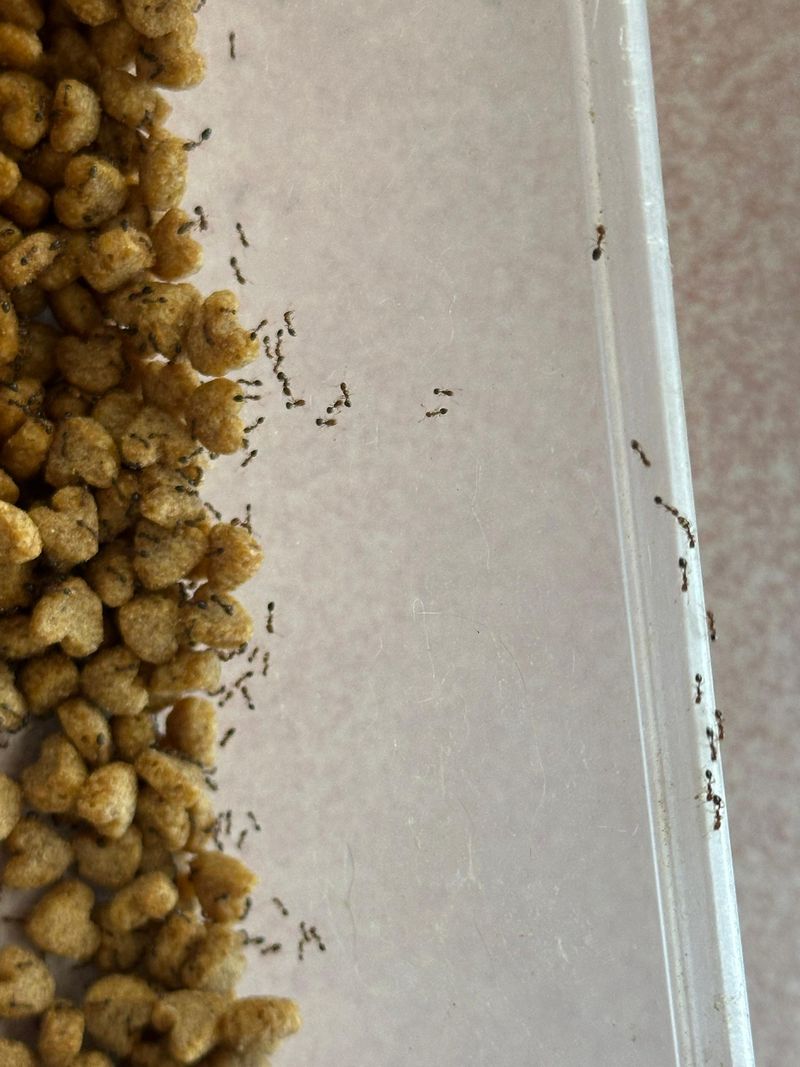 Pet Food Or Spills Left Near Planting Areas Pet Food Or Spills Left Near Planting Areas