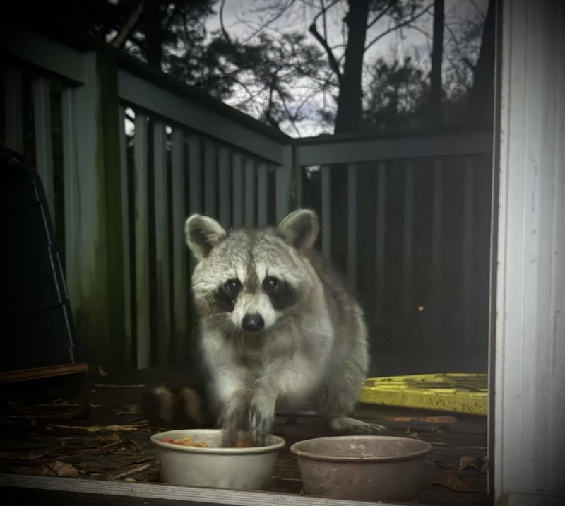 Pet Food Quickly Becomes A Nighttime Attraction Pet Food Quickly Becomes A Nighttime Attraction